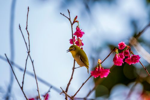 Free A vibrant Japanese White-eye bird perched on cherry blossoms in Taipei, Taiwan. Stock Photo