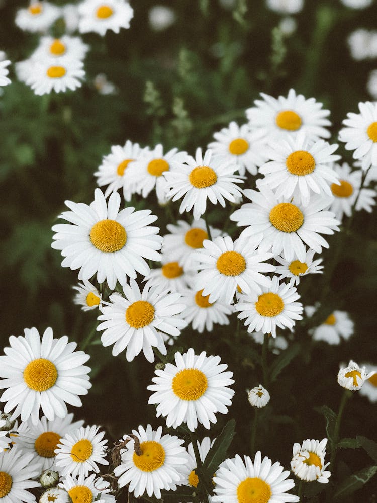 Close-Up Shot Of Oxeye Daisies In Bloom