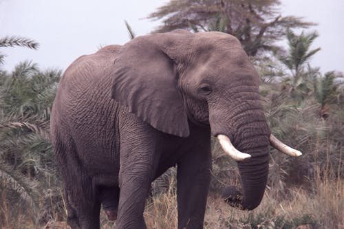 Fotobanka s bezplatnými fotkami na tému Keňa, masai mara, mladý slon