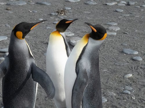 Fotobanka s bezplatnými fotkami na tému Antarktída, chladný, divočina