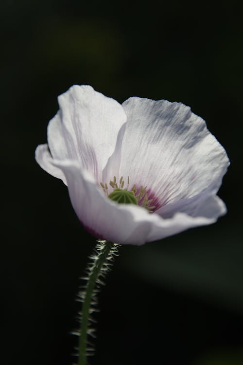 Close-Up Shot of a White Poppy in Bloom
