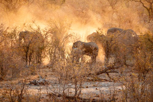 Fotos de stock gratuitas de baño de polvo, manada de elefantes, namibia