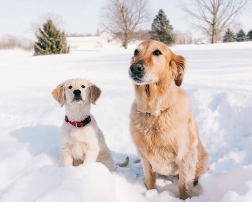 Darmowe zdjęcie z galerii z fotografia zwierzęcia, golden retriever, psi