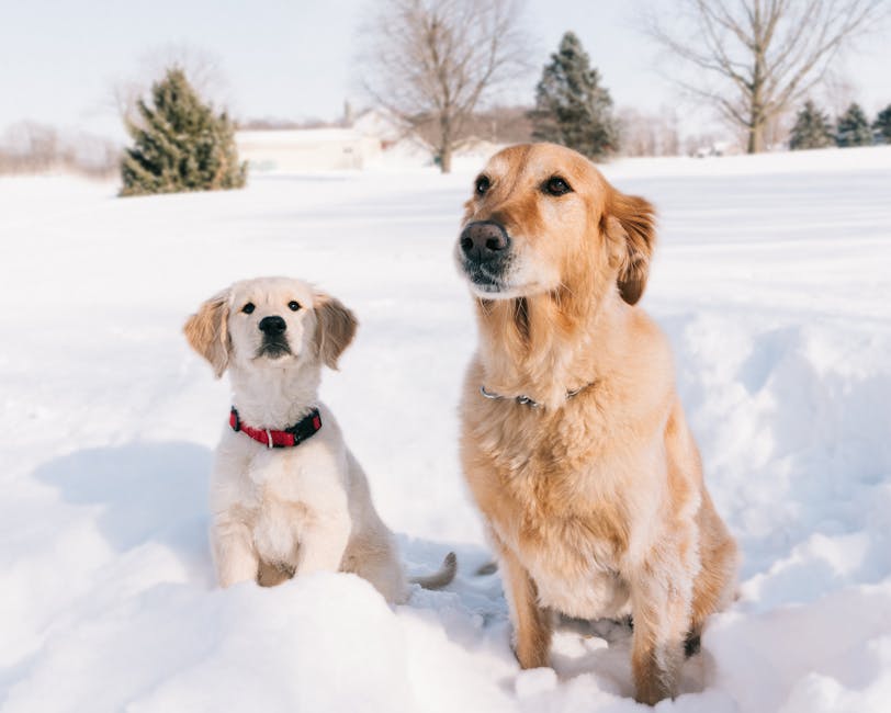 Dogs on the Snow 