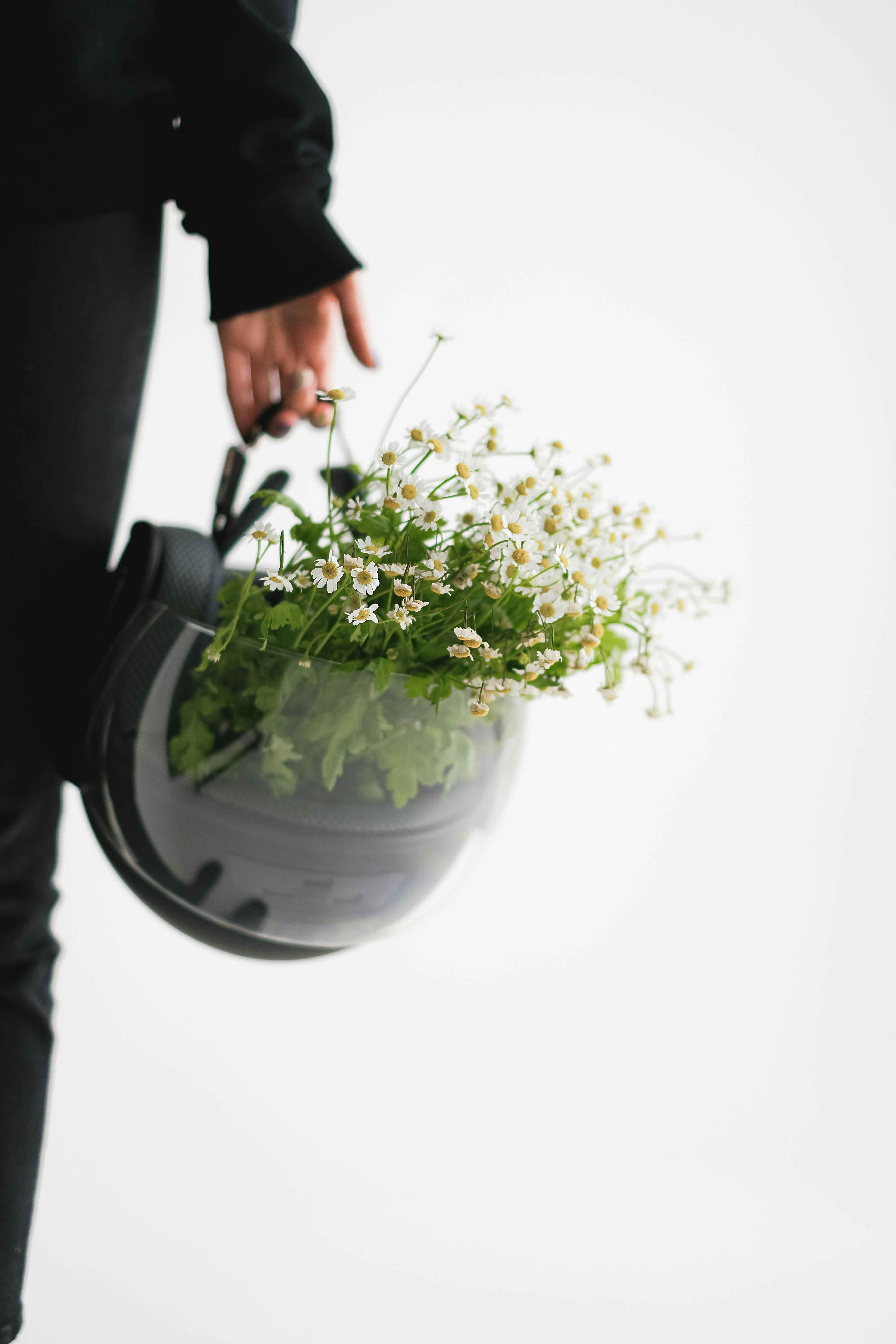 Creative composition of hand holding black helmet filled with white flowers against a white background.