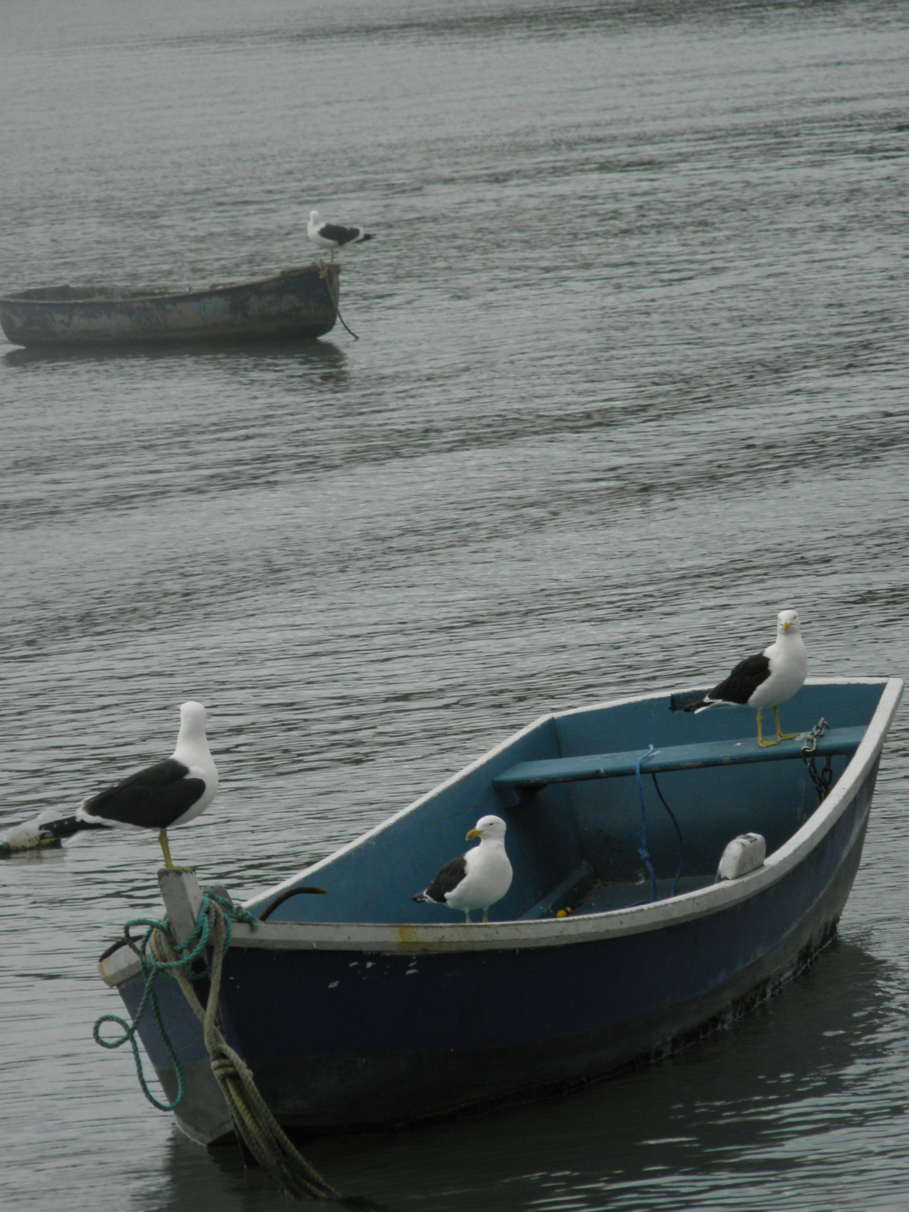 Free stock photo of birds, boats