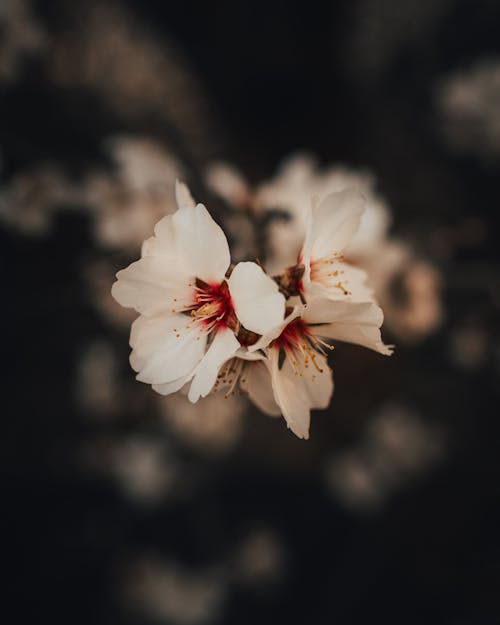 Top view tender light pink blossoms of almond tree spreading sweet scent in spring garden