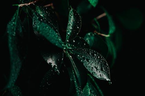 Kostnadsfria Kostnadsfri bild av daggdroppar, gröna löv, våt Stock foto