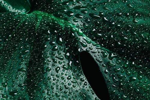 Close-Up of a Green Leaf With Dewdrops
