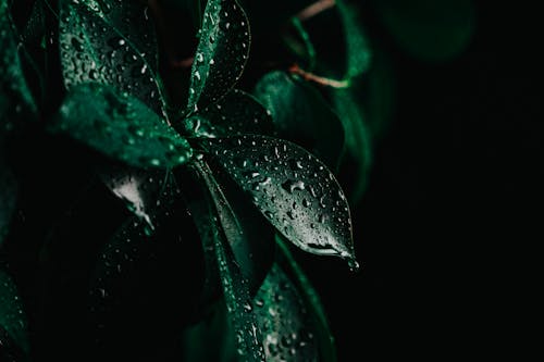 Free A Green Leafy Plant with Water Droplets  Stock Photo