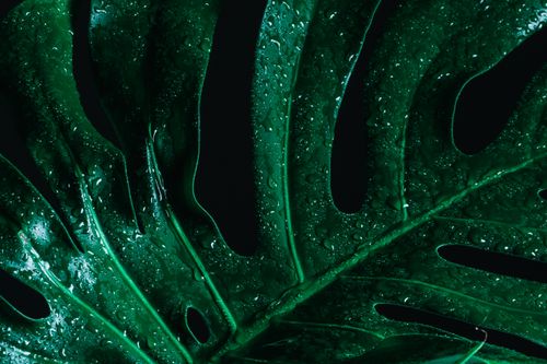 Free Detailed image of a wet Monstera leaf with fresh dewdrops, showcasing its texture. Stock Photo