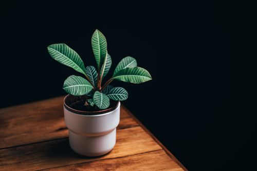 Free Elegant green plant with striped leaves in a ceramic pot on a wooden table against a black background. Stock Photo