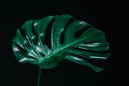 Free Close-up of a Monstera leaf with water droplets on a dark background, highlighting its natural beauty. Stock Photo