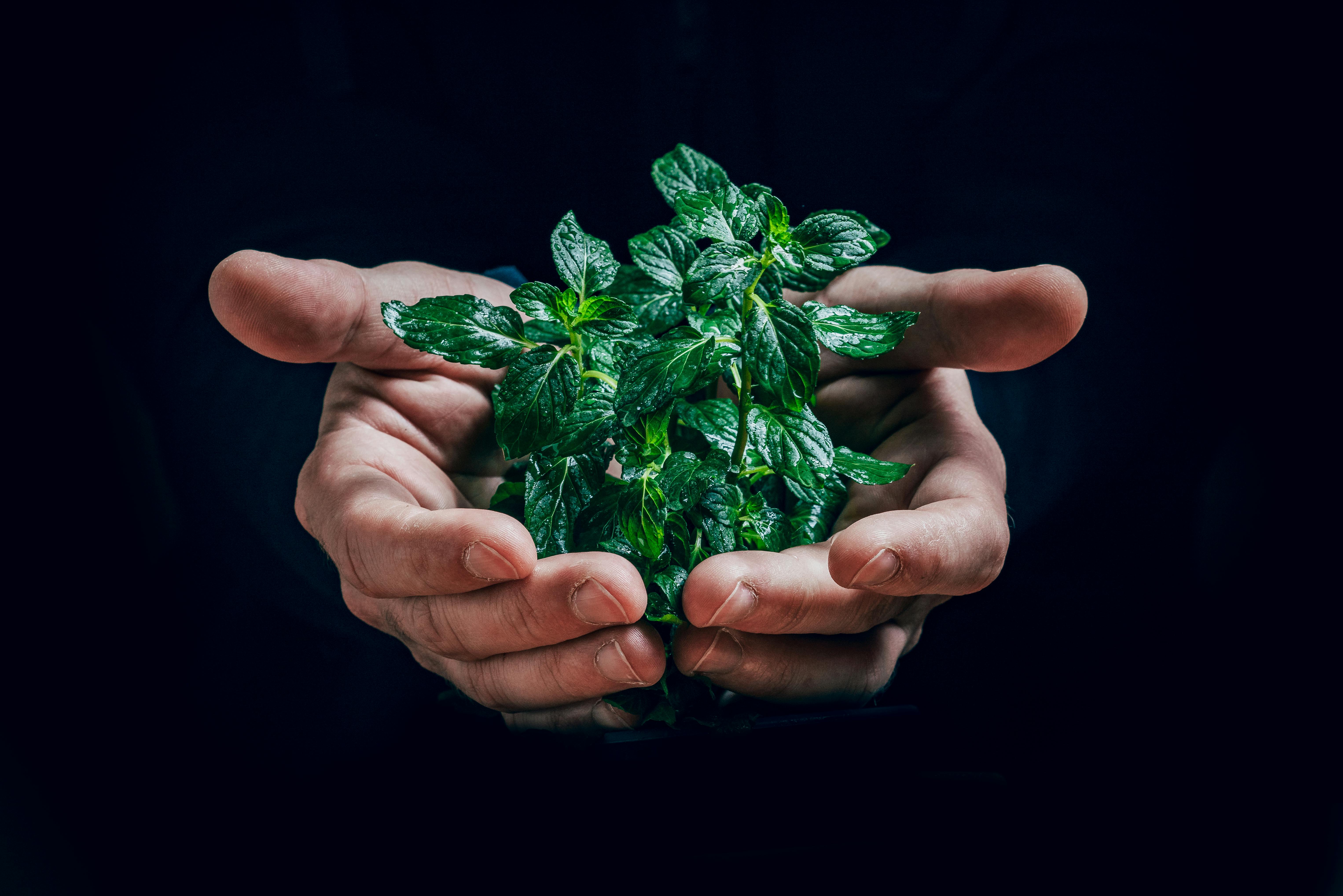 Free A Green Leafy Plant with Water Droplets on a Persons Hand Stock Photo