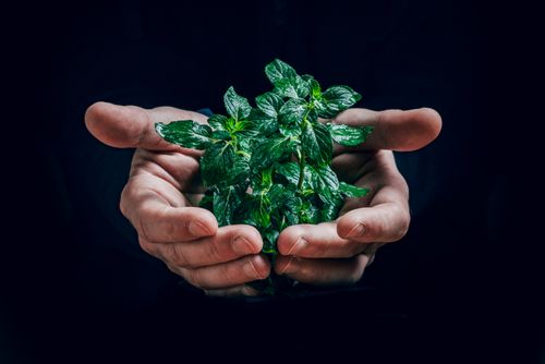 Free Detailed shot of hands holding wet mint leaves, highlighting freshness and texture. Stock Photo