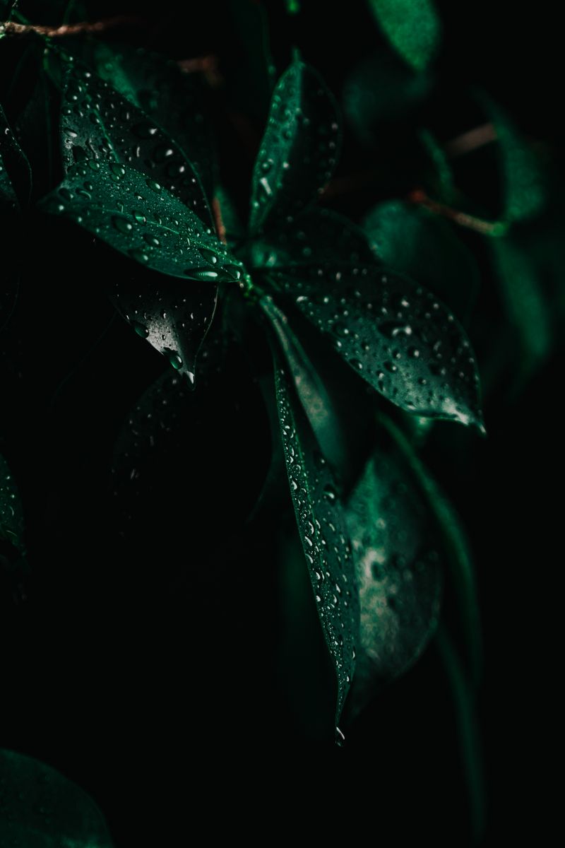 Detailed close-up of green leaves with water droplets on a black background, creating a moody atmosphere.