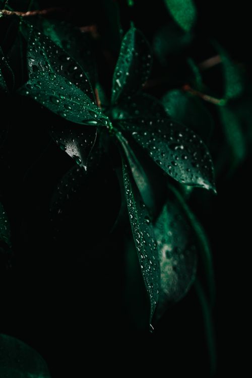Free Detailed close-up of green leaves with water droplets on a black background, creating a moody atmosphere. Stock Photo