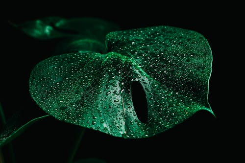Gratis Foto stok gratis background hitam, basah, daun hijau Foto Stok