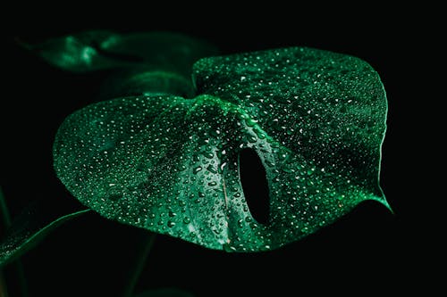 Green Leaf Plant With Water Droplets