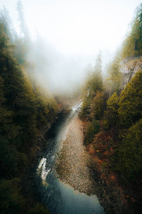 Fotos de stock gratuitas de árboles verdes, cascada, con niebla