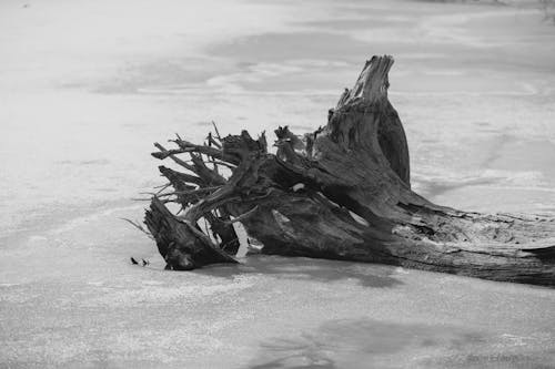 Grayscale Photo of Wood Log on a Beach