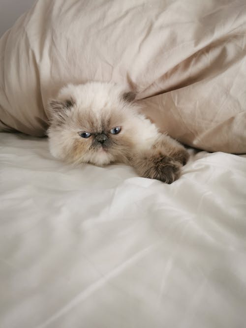 Adorable cat lying under blanket on bed