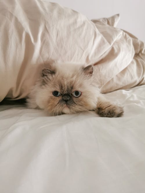 Free Himalayan Cat resting on a White Textile  Stock Photo