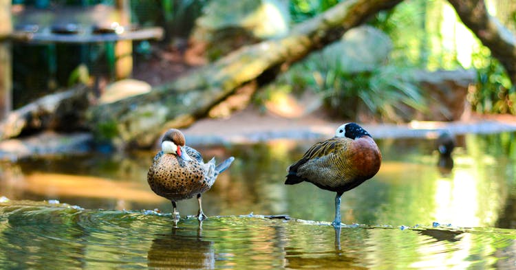 White-Faced Whistling Ducks On Water 