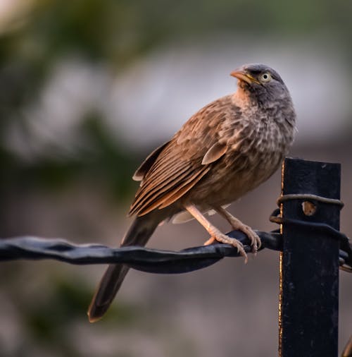 A Brown Bird Perched on a Steel Wire