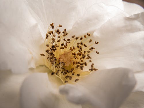 Základová fotografie zdarma na téma bílá květina, detailní záběr, květinová fotografie