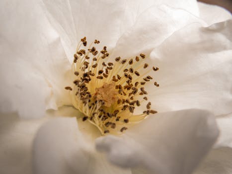 Detailed macro capture of a white flower's anther and petals for botanical study.