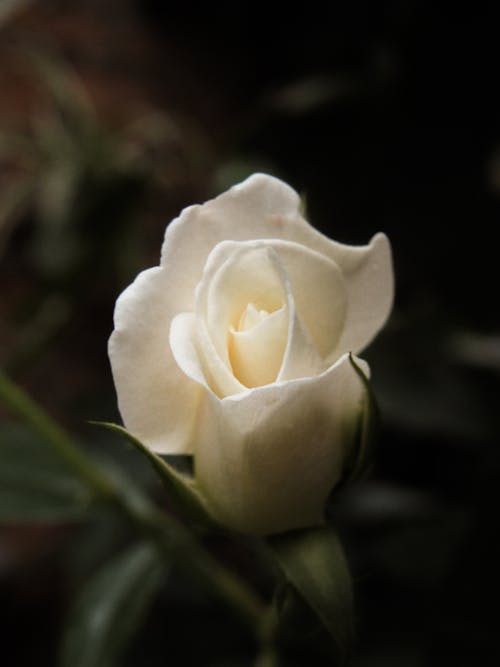 A White Flower Bud Blooming 