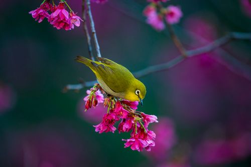 Free A vibrant Japanese White-eye perches on blooming cherry blossoms in Taipei, Taiwan. Stock Photo