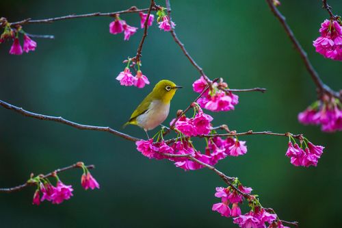 Free Japanese White-eye bird perched amongst vibrant cherry blossoms in Taipei, Taiwan's natural habitat. Stock Photo
