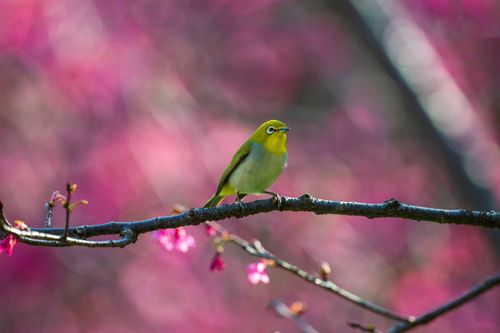 Free Close-up of a Japanese White-eye bird perched on a cherry blossom branch with a blurred pink background. Stock Photo