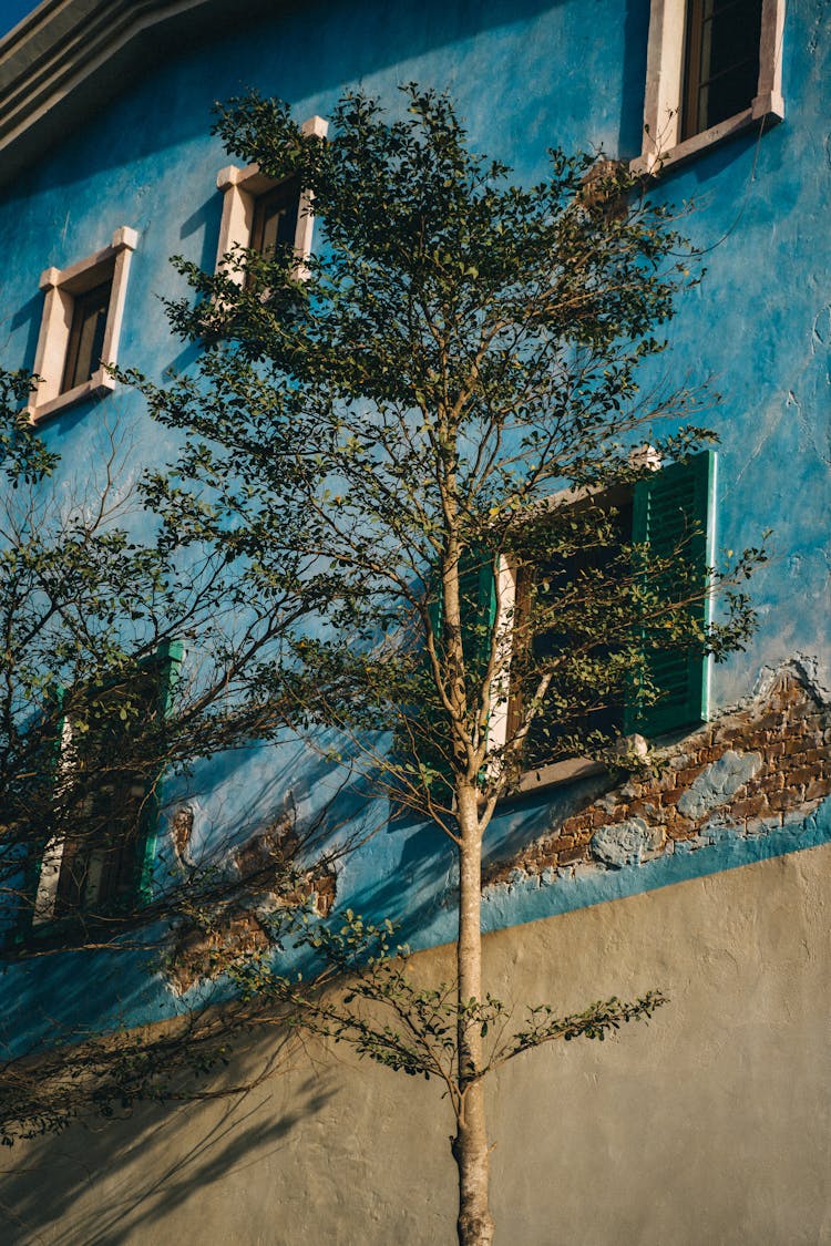 Tall Tree In Front Of A House