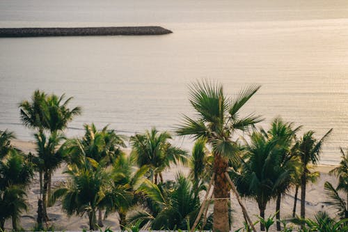 Photograph of Green Palm Trees Near the Sea