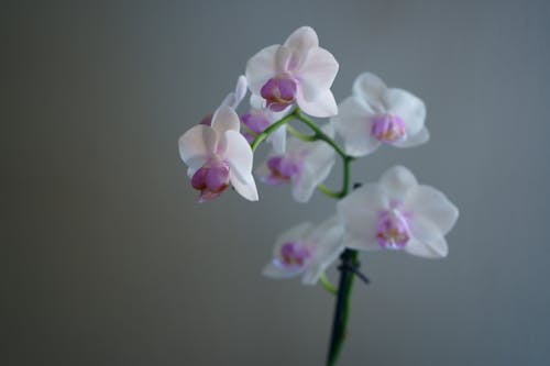 Ücretsiz bitki örtüsü, çiçeklenmek, Çiçekler içeren Ücretsiz stok fotoğraf Stok Fotoğraflar