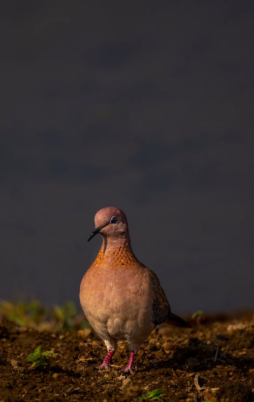 Laughing turtle dove on ground in nature