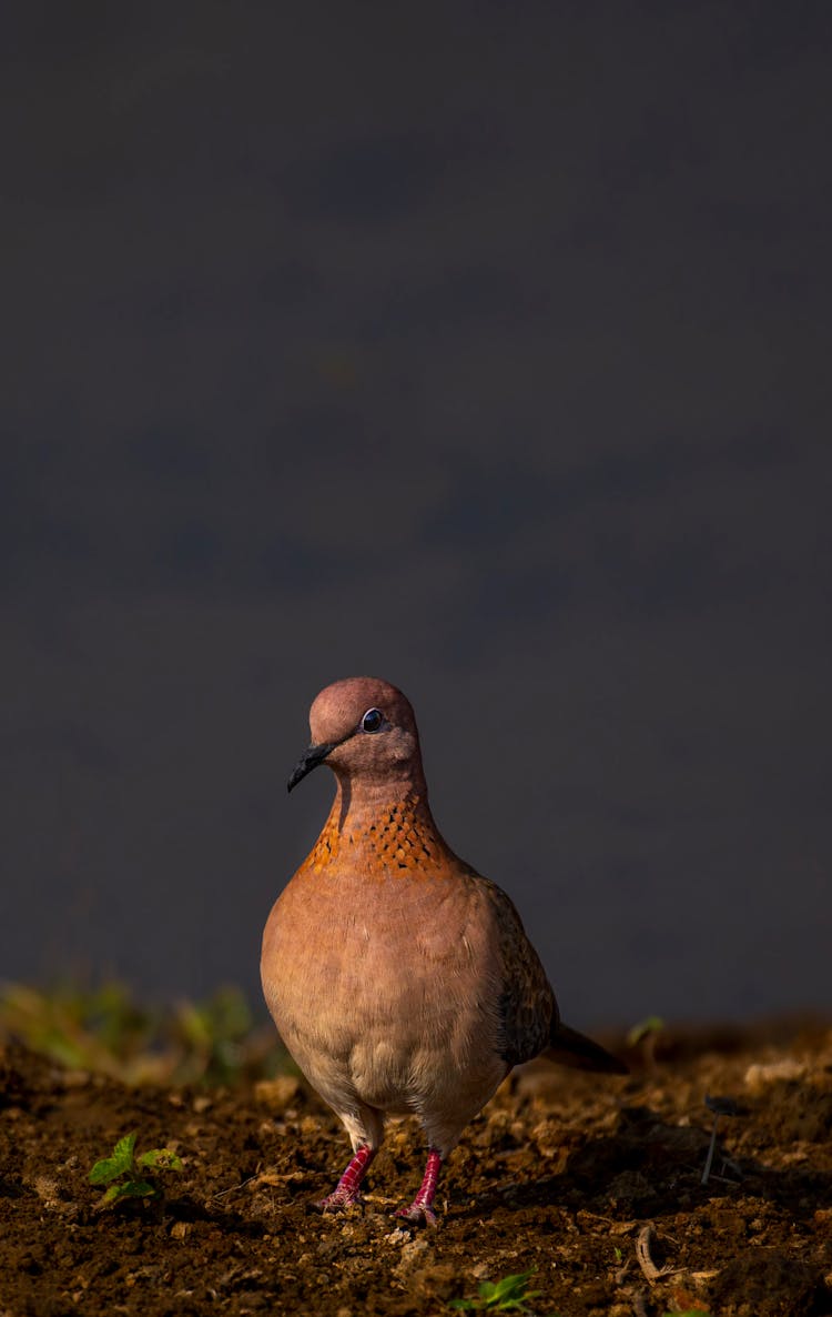 Laughing Turtle Dove On Ground In Nature