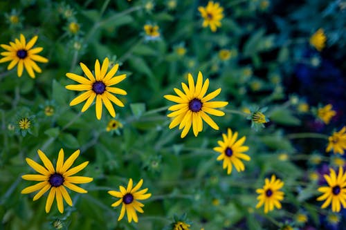 Gratis arkivbilde med blomster, blomsterblad, blomstre