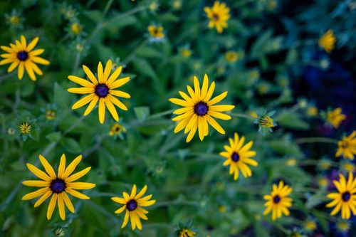 Free Top view of vibrant yellow Black-eyed Susan flowers in bloom, showcasing nature's beauty. Stock Photo