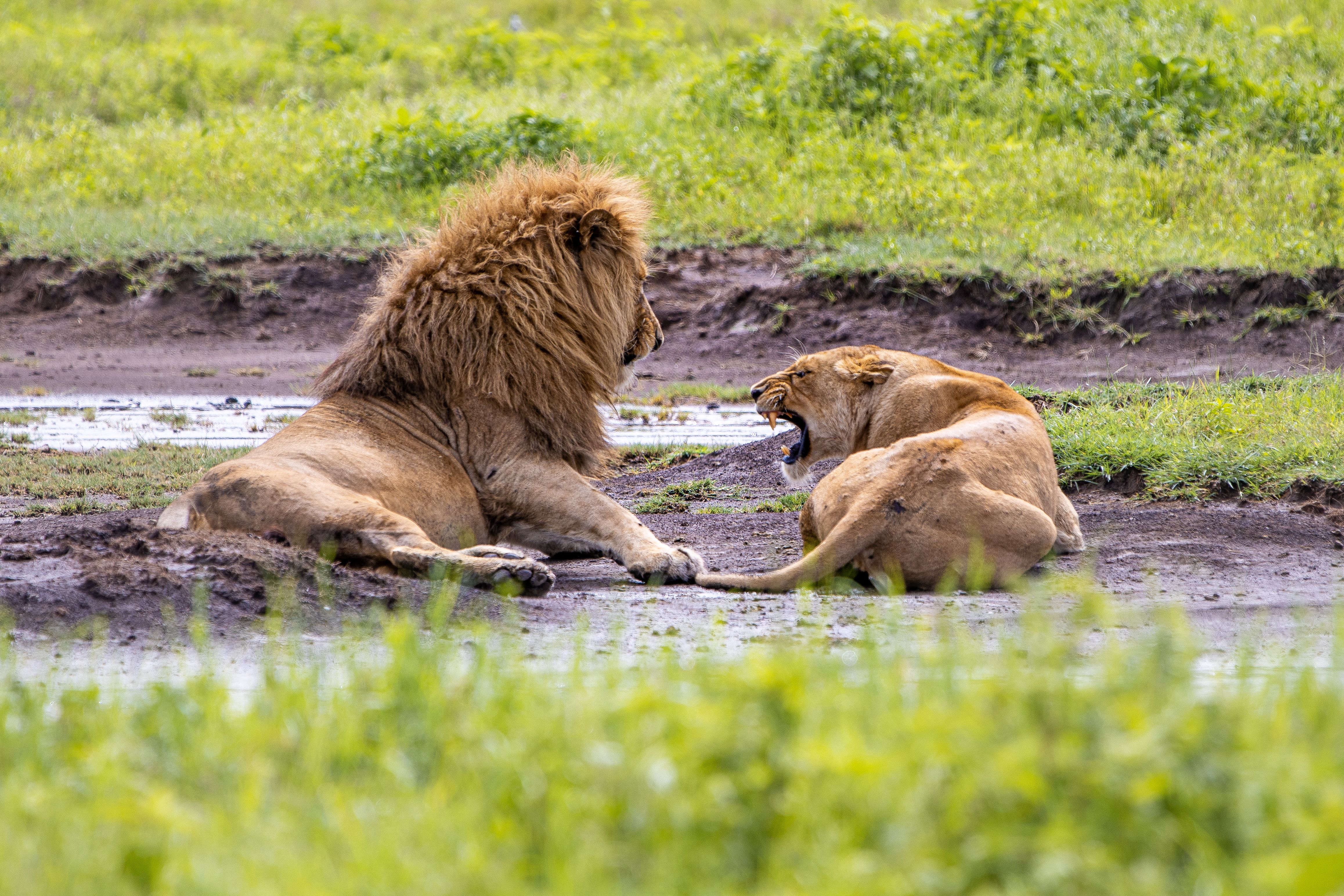 African wildlife in Tanzania's national parks