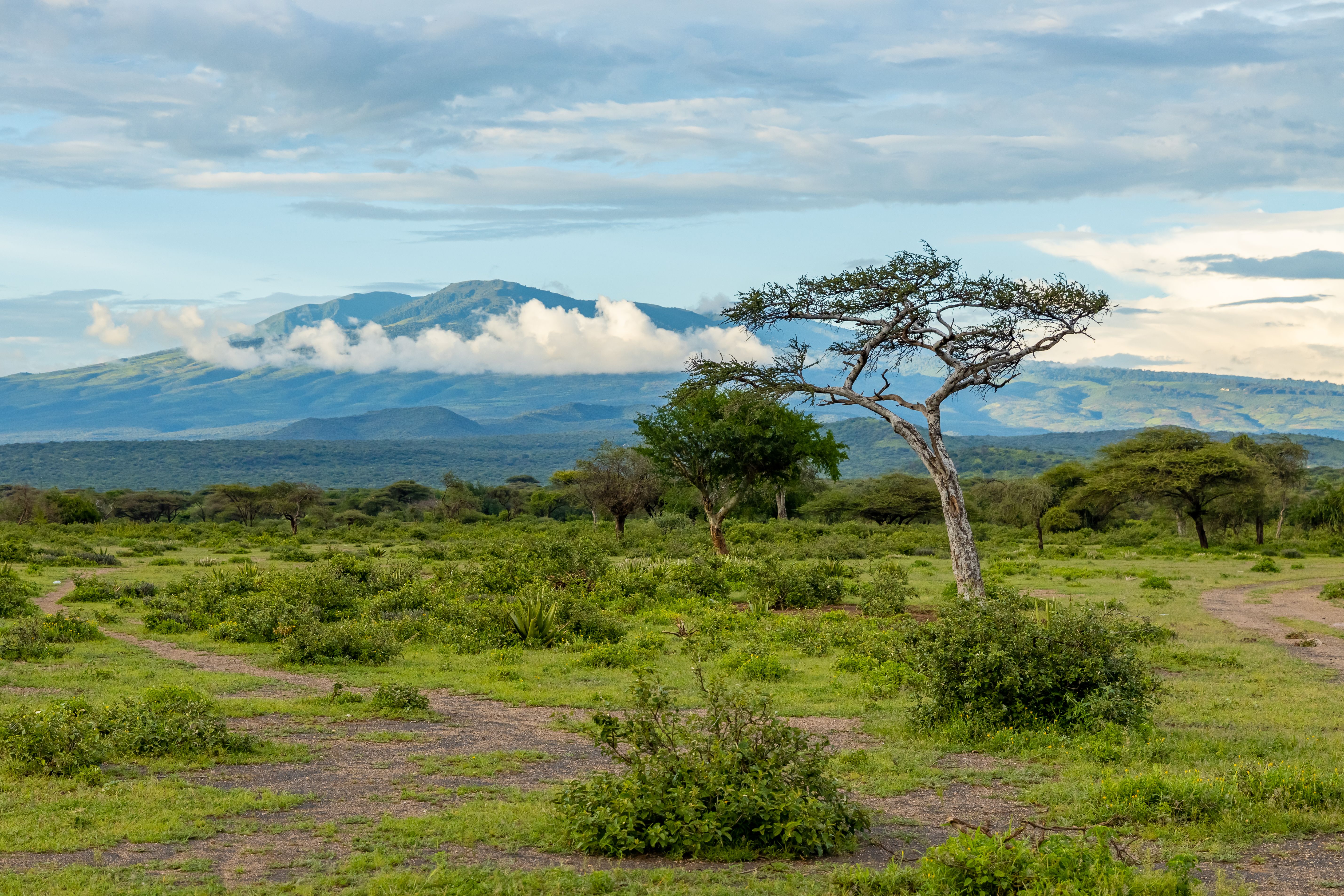 Unbeatable 8-Day Rongai Route Kilimanjaro Trekking Expedition Review 2026 - Beautiful African savannah landscape with acacia trees and distant mountains under a cloudy sky.