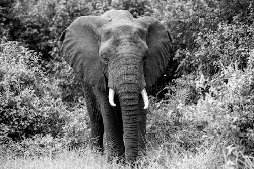 Grayscale Photo of Elephant on Grass Field