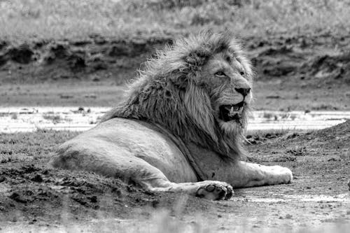Grayscale Photo of Lion Lying on Ground