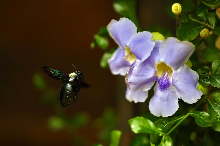 Close-Up Shot Of A Black Bug Flying Near The Purple Flowers