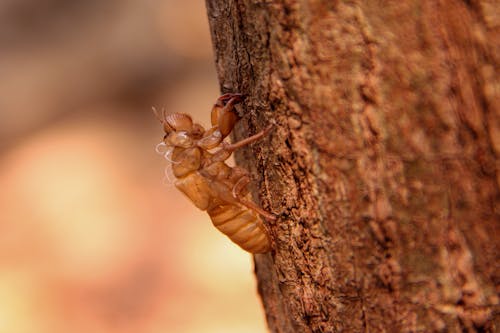 Free Macro Shot of Brown Ant on Brown Tree Branch  Stock Photo