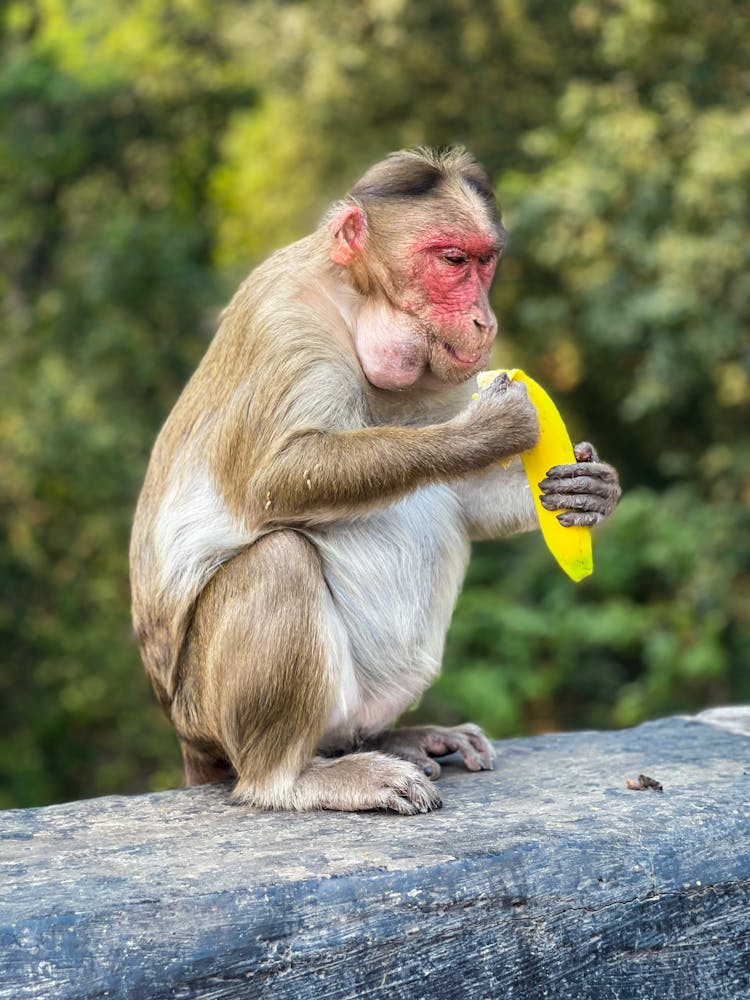 Monkey Holding A Banana