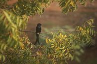 Black Drongo Bird on Green Tree Branch